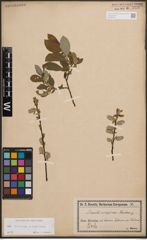 Foto von Salix cinerea L. x Salix nigricans Sm.